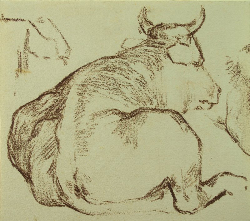 1901-1903 ca. -Bue di schiena
